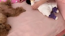 主人把泰迪当成家里的一员，泰迪真没把自己当狗，太可爱了