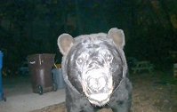 美国一只黑熊在居民家“检查”摄像头后翻垃圾箱找食物