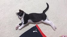 这三只猫咪被铲屎官宠得无法无天：一猫一窝就算了，还到处打瞌睡