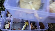 大连市山上发现剧毒的黄盖鹅膏，采野蘑菇需小心
