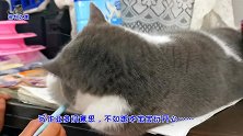 小客人来主人家写作业，小胖猫抱着笔不撒手，耍赖样子逗笑主人