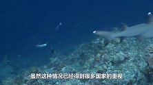 被人类割掉鱼翅的鲨鱼，放回海中还能活多久？镜头记录惊险一幕！