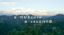一叶茶 一份情，扶持中国茶业发展，助力茶农迈向小康