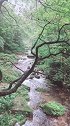 原始森林探险