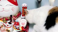 三三终于对招财猫下手了，看你爪子还摇不！