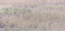 狮群攻击水牛，水牛怎么着也要拉个垫背的，镜头记录全过程