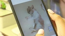 贵州贵阳：网购宠物猫 3天就病死了？商家：只能吃我家猫粮