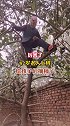 82岁老人爬树给孩子们摘柿子，网友纷纷送祝福，祝老人身体健康。