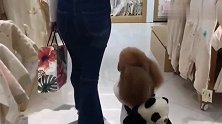 这只泰迪竟会直立行走，商城的人惊呆