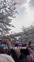 上海虹口足球场成最美地铁站 全是拍樱花的人