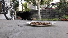 黑猫吃不习惯主人买的猫粮，真的是太馋了