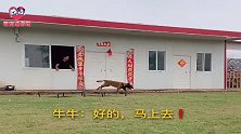 狗狗牛牛帮主人取水被金毛王子打小报告，牛哥踹门还是那么霸气！