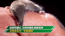 安徽黄山发现两个哺乳类新物种 命名安徽麝鼩和黄山小麝鼩