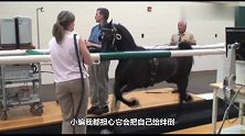狗狗在跑步机上悠闲地走着，小狗看到后，这反应让人哭笑不得