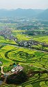 记录中国 双峰 双峰万亩油菜花海齐开放，描绘出来一幅幅美丽的图案，湖南最大花海没有之一！