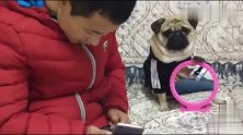 男主人用手机看美女，狗狗用镜子反射给女主人看，男主这下惨了