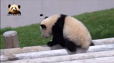 熊猫宝宝小心翼翼走猫步，懒洋洋超可爱，圆润又软糯的背影更是萌
