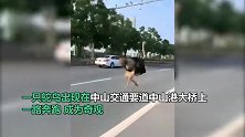 它也赶“早高峰”？中山街头惊现鸵鸟“晨跑”，交警称已围堵至工厂