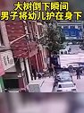 浙江东阳：大树倒下瞬间 男子将幼儿护在身下