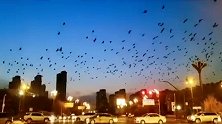 城管回应西宁部分区域乌鸦“遮天蔽日” ：热岛效应吸引 正常现