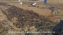 狗狗听见插孔传来怪声，静静守在外面，老鼠冒出头悲剧发生了！