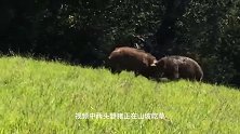 动物：这才是野猪的真实力，不吹不黑，杜高犬被打的怀疑狗生