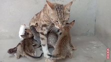 偏僻街角发现可怜的流浪猫，带着四只小奶猫，它们没有家