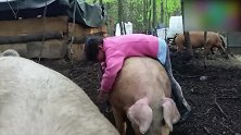 小女孩在和猪玩，一会上去一会下的，好欢脱！