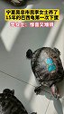 宁夏吴忠市民李女士养了15年的巴西龟第一次下蛋李女士：惊喜又难得