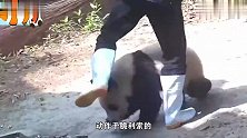 饲养员打扫卫生，熊猫宝宝一直跟着，上演了一出现代言情剧