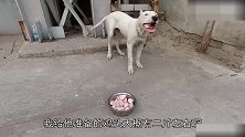 斗犬杜高顿顿不离肉，5斤鸡头瞬间秒完，养它属实有点费钱！