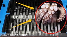 把一只八爪鱼放进粉碎机，能以柔克刚吗？实验结果意外！