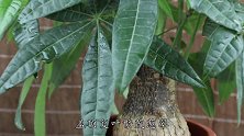 发财树植料要掺这“玩意”，再用1种粉，枝繁叶茂长势旺