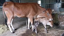 母牛半夜产下小牛犊，10多个小时过去不让吃奶，小伙轻松搞定