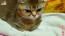 呆萌小母猫特想当妈，把大母猫的龙凤胎据为己有，猫爸看娃都不让
