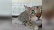 出其不意攻其不备，这只猫深知这道理，太搞笑了！