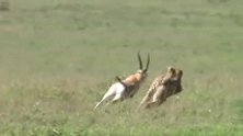 猎豹奔跑速度是疣猪的两倍，但是大多数情况下捉不到疣猪！