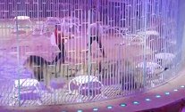俄罗斯：一马戏团几只狮子在表演时打架，吓跑观众