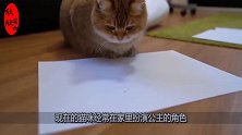 小虫子在白纸上爬来爬去，猫咪竟然看入迷了，真是没谁了
