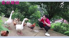大洋办个养鸡场不图盈利，只为让胖妹炖的时候吃过瘾，老公真贴心
