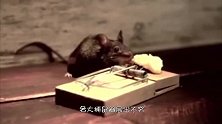 一只老鼠被猫堵在角落猛揍，不停地作揖求饶，看你皮！