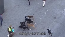一夜之间，上千条流浪狗命丧街头，真相背后令人无奈啊