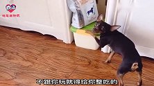 狗狗每天吃饭最积极，不管有没有饭先占个座再说，看完忍住别笑！
