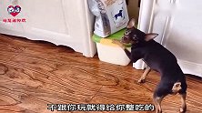 狗狗每天吃饭最积极，不管有没有饭先占个座再说，看完忍住别笑！