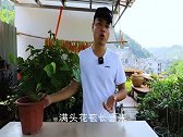 三角梅有这种枝条，决不能保留，想开花赶紧剪掉