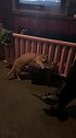 猫：太无聊了，就陪你玩会儿吧！