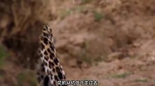 羚羊装死骗花豹，看它如何逃脱