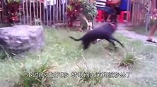 大黄狗误入鹅圈被围殴，竟然毫无还手之力，痛到不忍直视！