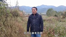 农村田间地头很常见的“高梁泡”，当水果好吃，泡酒作用会更大