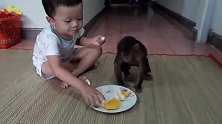 懂礼貌的小猴子，小主人不递给它就不拿：盘子里的不能动